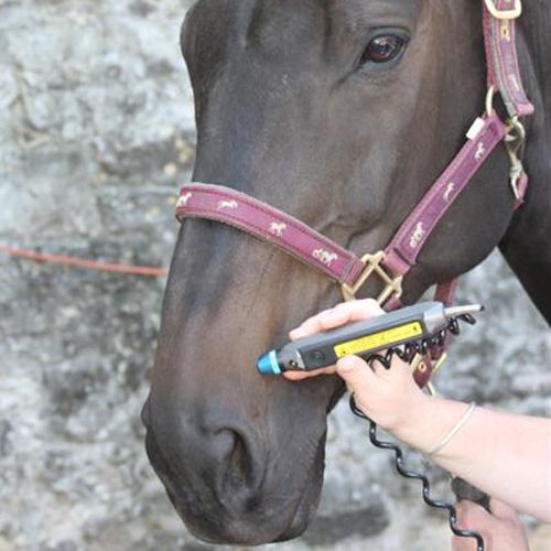 Equine Therapy